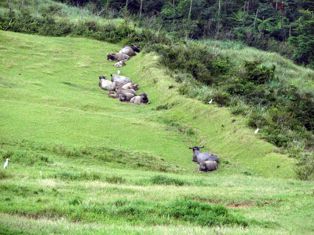 Caoling Trail 草嶺古道 IMG_0820