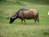 next photo: water buffalo 水牛 (shuǐniú) Bubalus bubalis