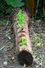 next photo: Jacques-Yves tries planting salads in a banana trunk