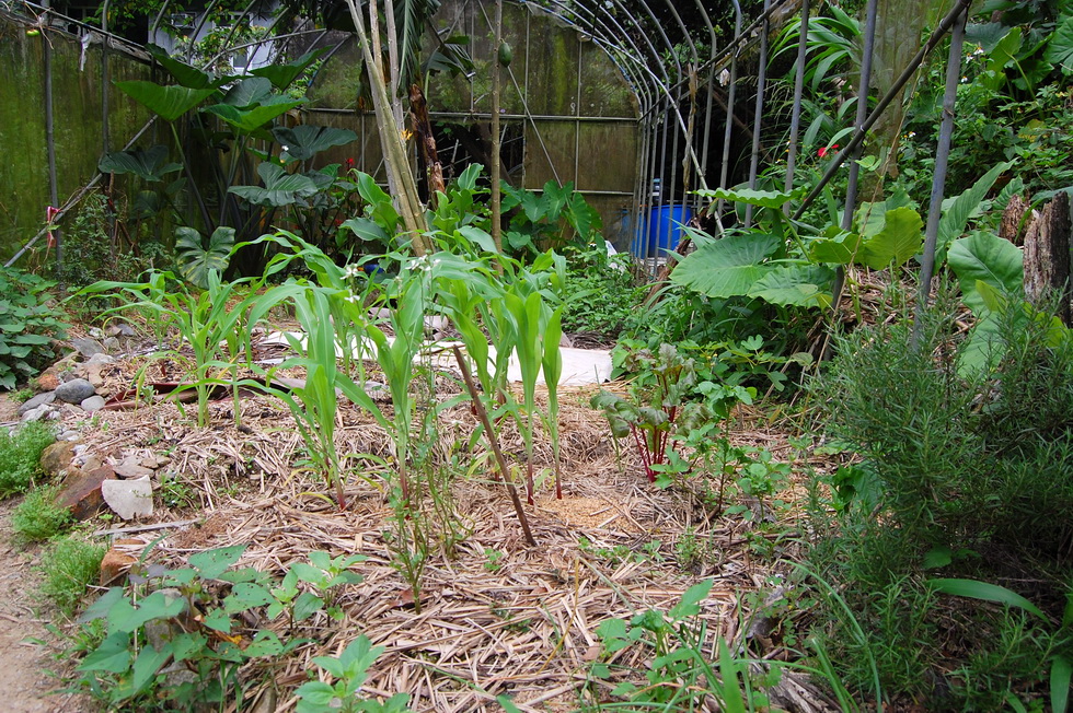 Garden City garden DSC_6674