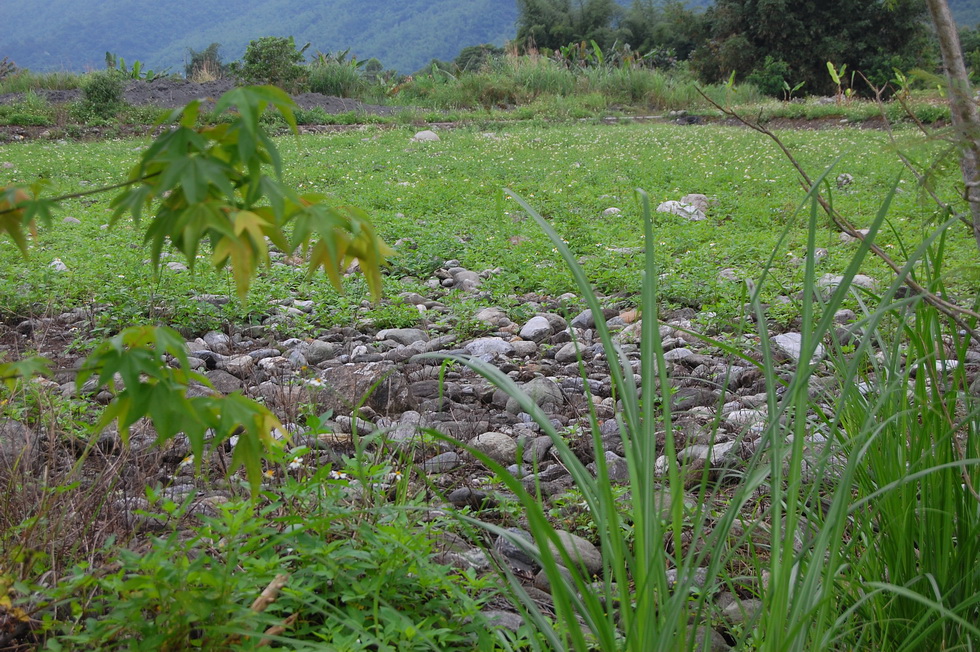 Guanghe Farm in Hualien DSC_6553