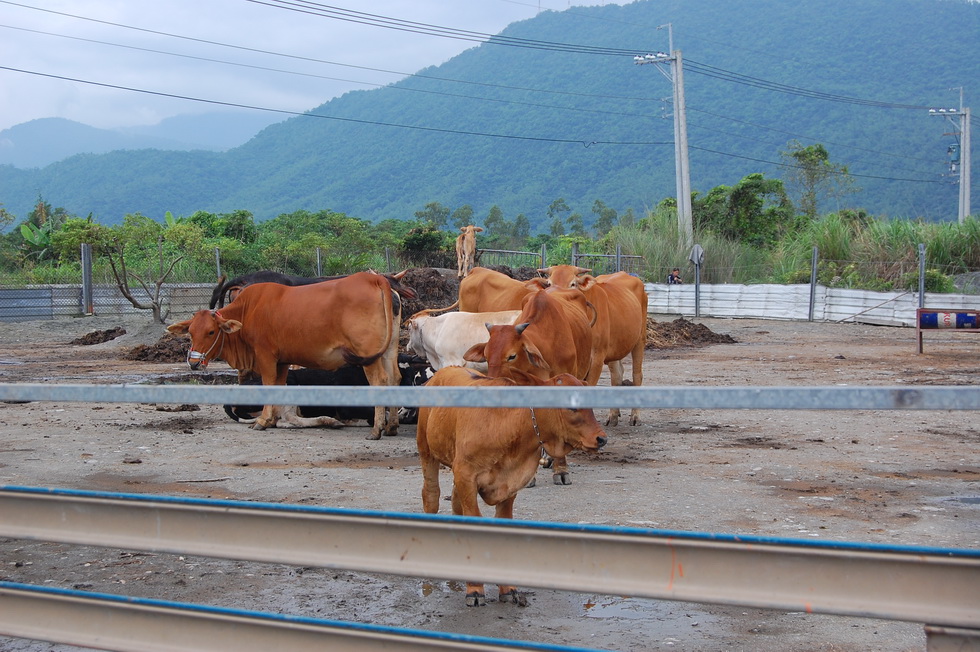 Guanghe Farm in Hualien DSC_6604