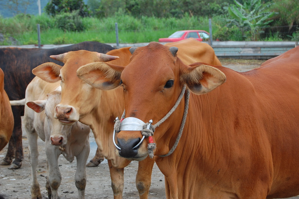 Guanghe Farm in Hualien DSC_6614