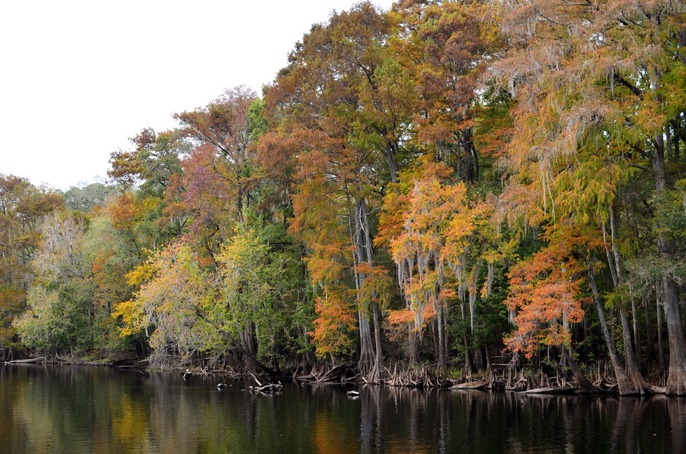 Blue Springs DSC_0010