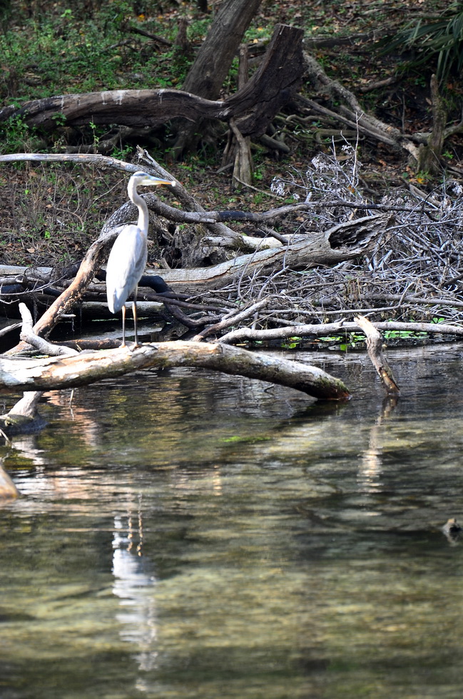 Blue Springs DSC_9877