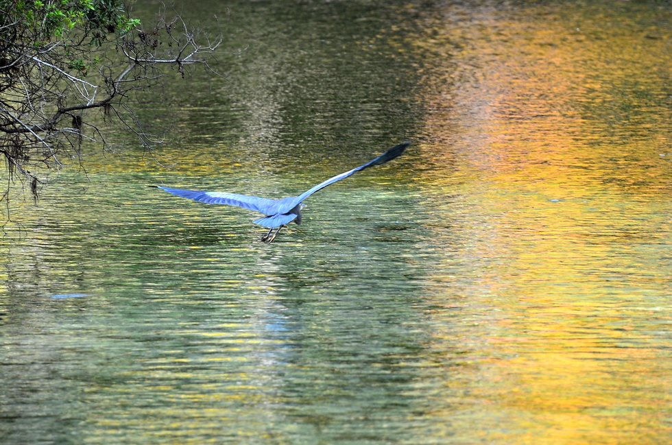 Blue Springs DSC_9880