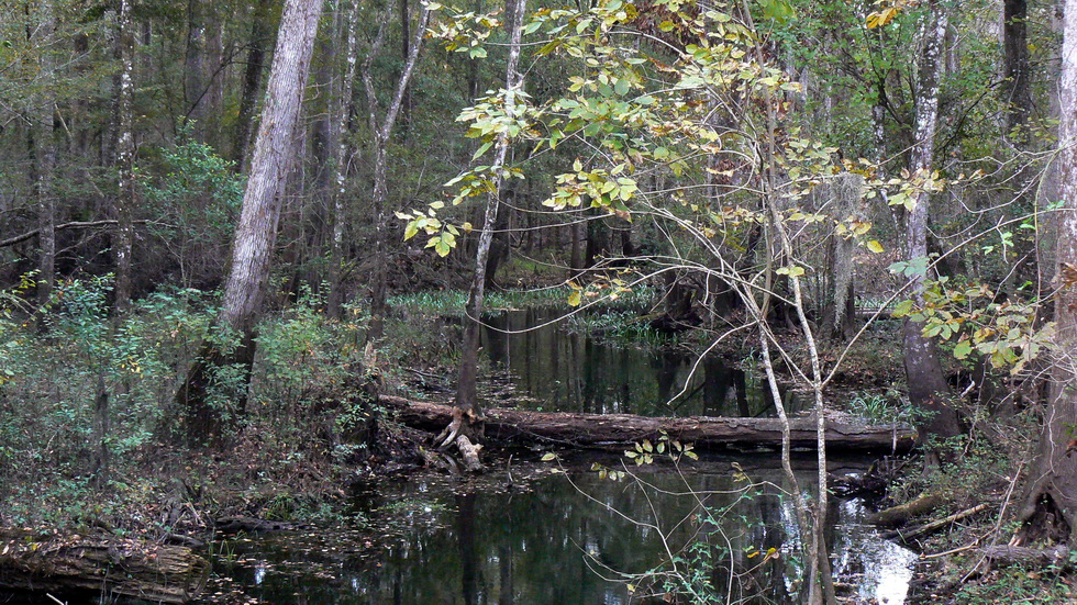 Blue Springs P1070525