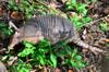 armadillo foraging