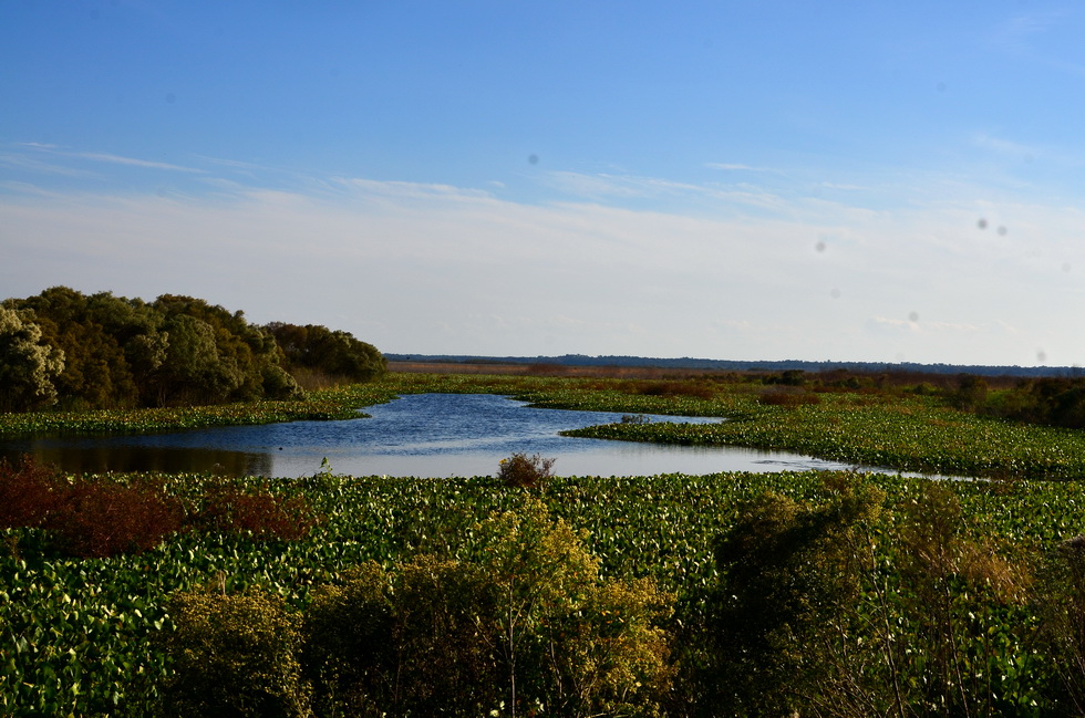Gainesville DSC_9836