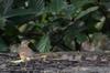 Eyebrowed Thrush 白眉鸫 Turdus obscurus on the water tank