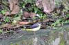 Grey Wagtail 灰鶺鴒 Motacilla cinerea