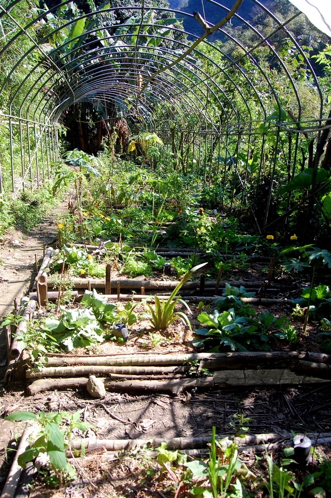 Garden City Community Garden 2013 DSC_7624