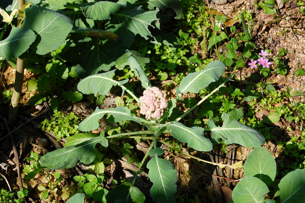 Garden City Community Garden 2013 DSC_7631