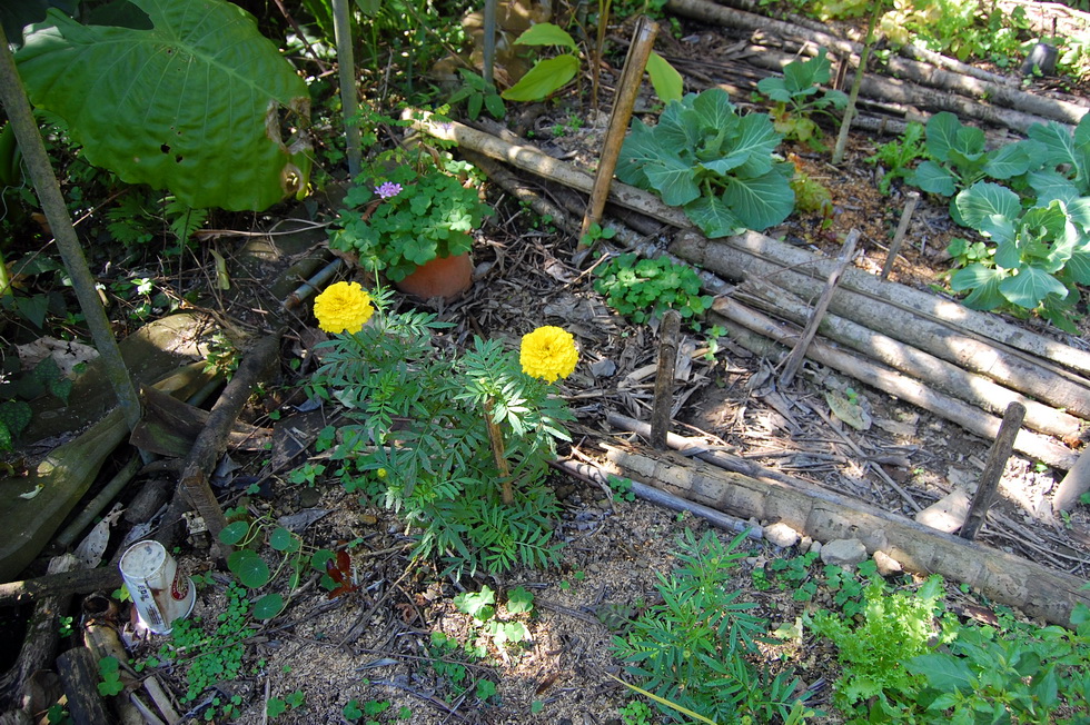 Garden City Community Garden 2013 DSC_7641