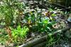 next photo: Guild of cabbages, swiss chard, lettuce and green beans; Taiwanese basil struggling to make it through the winter