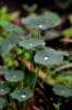 next photo: Nasturtium leaves catching water