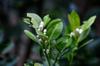 Mandarin orange flowers, leaves indicate nutrient deficiency