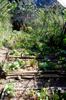 next photo: Bottom terrace beds after a few warm and dry days.