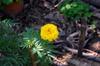 Big, multilayered yellow marigold