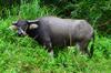 water buffalo 水牛 Bubalus bubalis