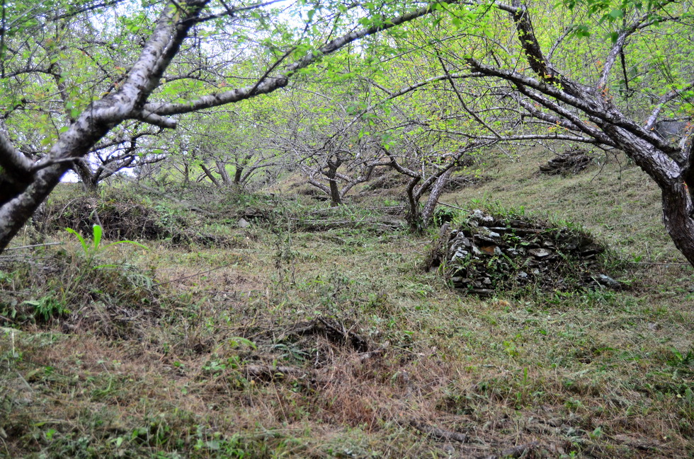 Nic's plum orchard in Luming 鹿鳴 DSC_0382