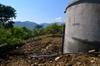 Nic's plum orchard in Luming 鹿鳴 DSC_0359