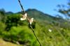 Nic's plum orchard in Luming 鹿鳴 DSC_0365