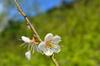 next photo: Plum blossom and their micro-ecology (spider web, etc.)