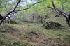 Nic's plum orchard in Luming 鹿鳴 DSC_0382