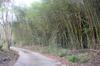 next photo: Neighbors guizhu bamboo forest below Nic & Melanie's property