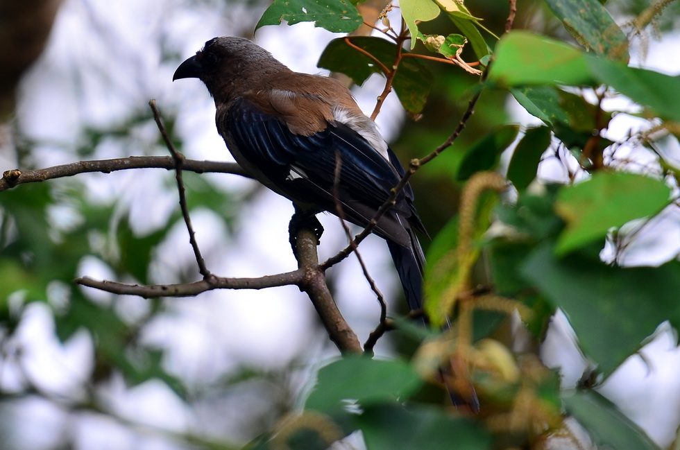 Magpies at home DSC_1036