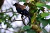 Magpies at home DSC_1036