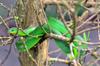 The Greater Green Snake 青蛇 (qīng shé) Cyclophiops major