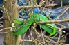 The Greater Green Snake 青蛇 (qīng shé) Cyclophiops major