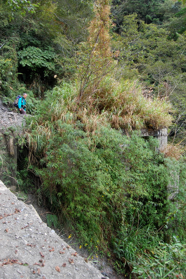 Nenggao Trail 能高越嶺道 DSC_9288