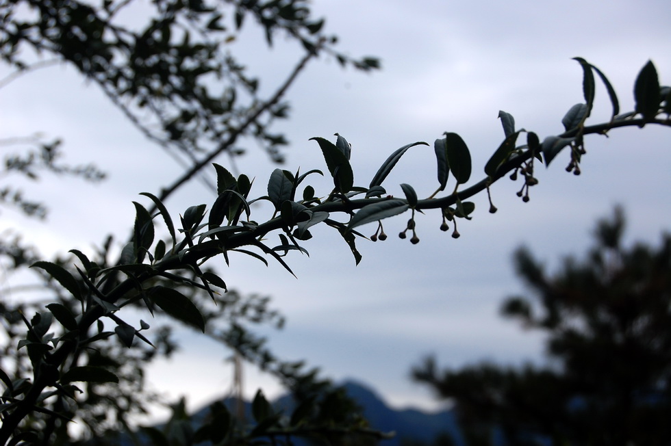 Nenggao Trail 能高越嶺道 DSC_9482
