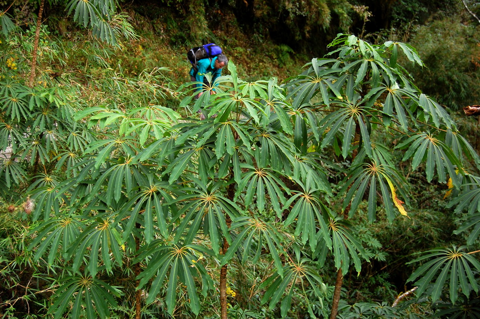 Nenggao Trail 能高越嶺道 DSC_9497