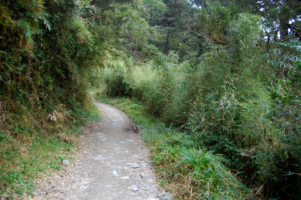 Nenggao Trail 能高越嶺道 DSC_9507