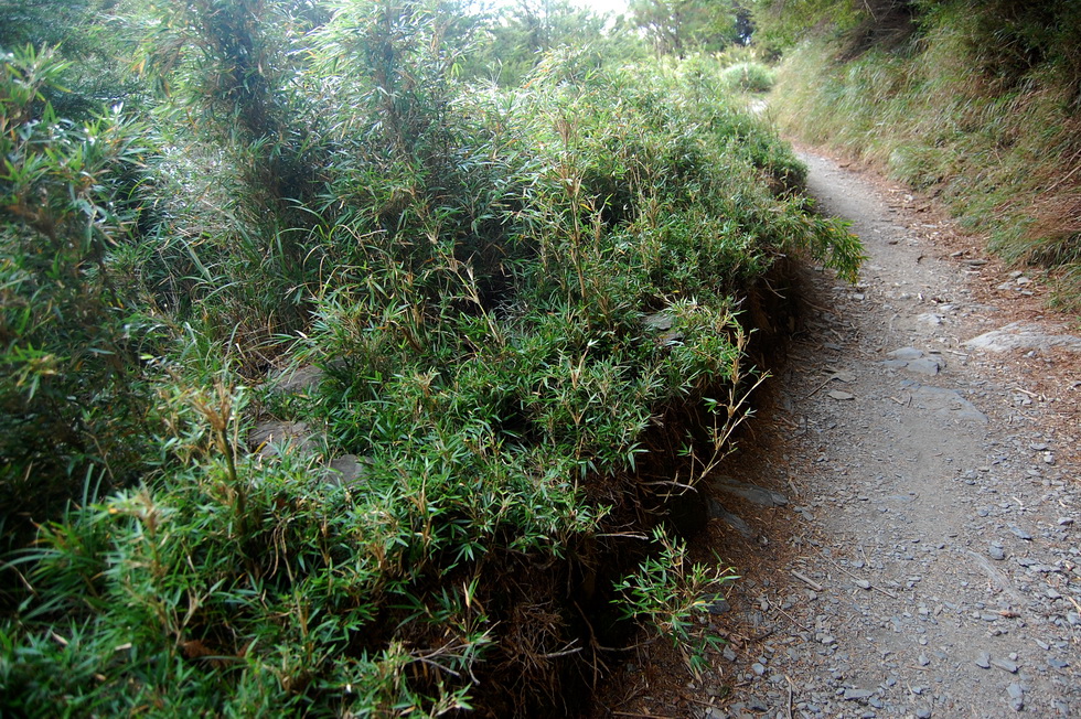 Nenggao Trail 能高越嶺道 DSC_9526