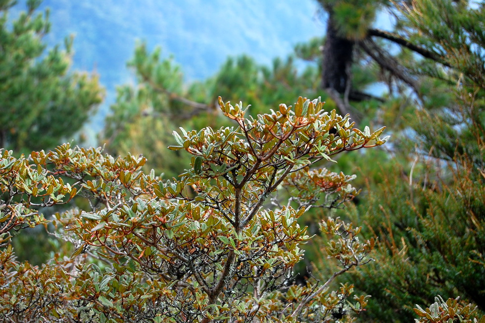 Nenggao Trail 能高越嶺道 DSC_9532