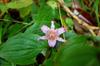 toad lily 台灣油點草 (táiwān yóu diǎn cǎo) Tricyrtis formosana