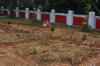 Close up of sheet mulch garden, still need a bit more on the top mulching