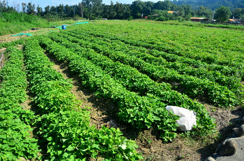 ﻿Outing to Taoyuan, Daxi area: Yiho Farming Community and 撒烏瓦知部落 DSC_1450