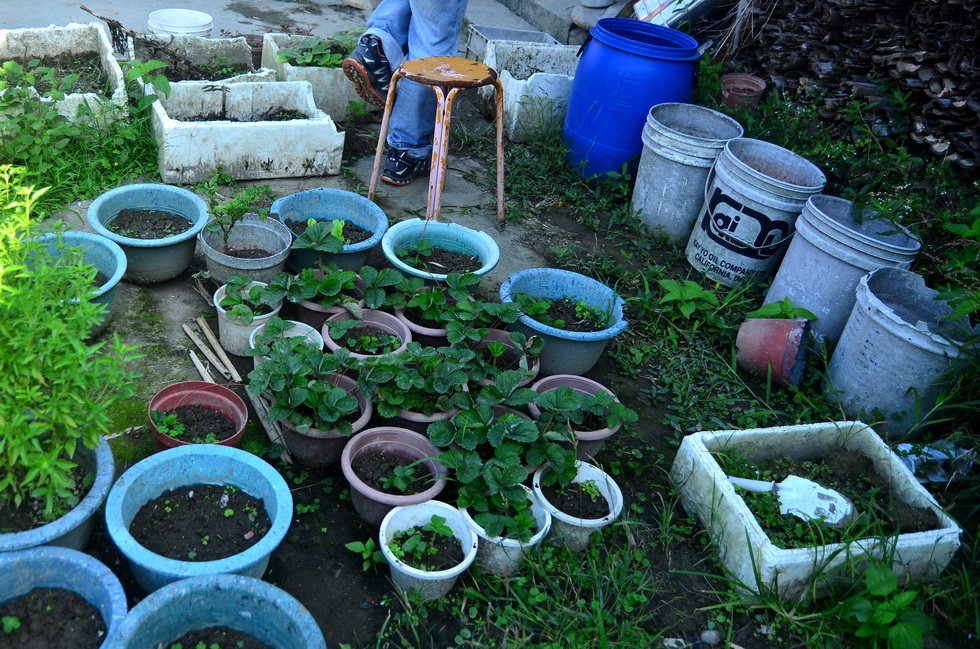 ﻿Outing to Taoyuan, Daxi area: Yiho Farming Community and 撒烏瓦知部落 DSC_1476