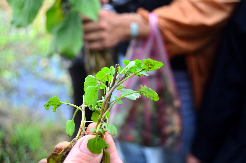 ﻿Outing to Taoyuan, Daxi area: Yiho Farming Community and 撒烏瓦知部落 DSC_1562