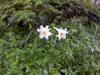 Taiwan Lily 台灣百合 Lilium formosanum are just starting to flower, planted all along the road