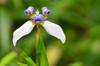 Walking Iris - Neomarica gracilis