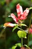 next photo: shrimp plant - Justicia brandegeeana - false hop