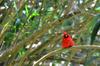 next photo: male Northern cardinal  - Cardinalis cardinalis