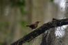 Carolina wren Thryothorus ludovicianus